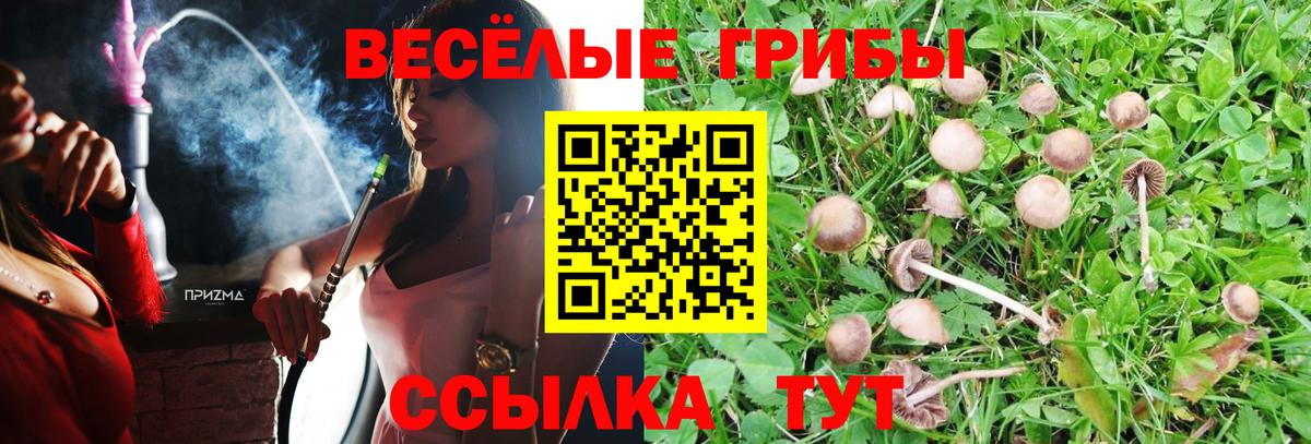 Галлюциногенные грибы Psilocybine cubensis Ессентуки